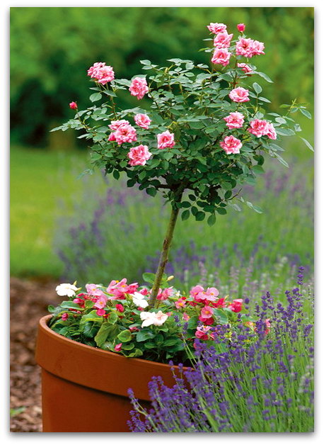 Wild Rose Care - Growing Tips And Types Of Wild Roses